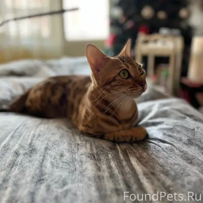 Пропала кошка Сима, Западносибирская 14