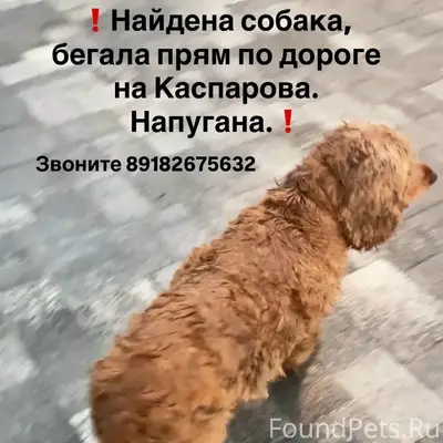 Найден домашний пёс, Каспарова