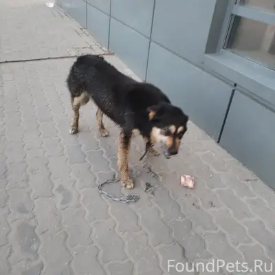 Пропал чёрный пёс с оторванной цепью, Бежица