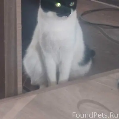 Пропал кот Федя, Советский