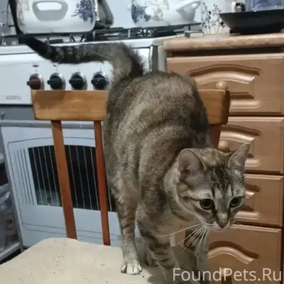 Пропала кошка, Космонавтов, 41