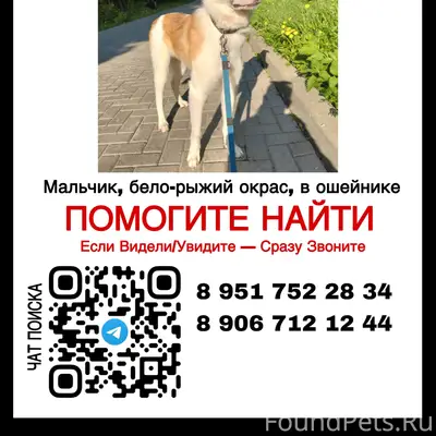 Пропал мальчик бело-рыжий, Пущино