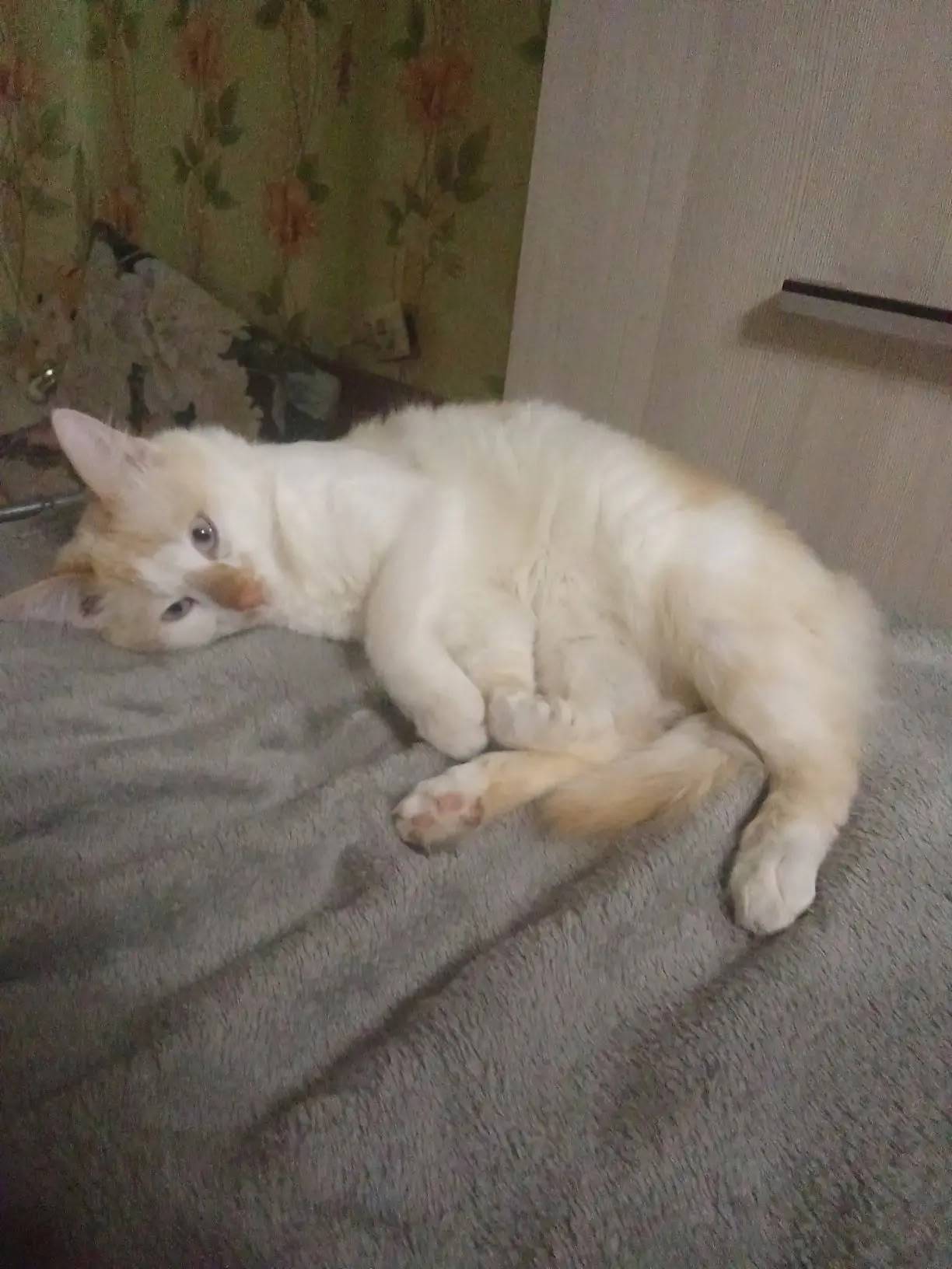 Пропал кот, Крупской 27а