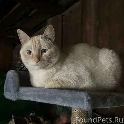 Пропал кот, микрорайон Комсомольский