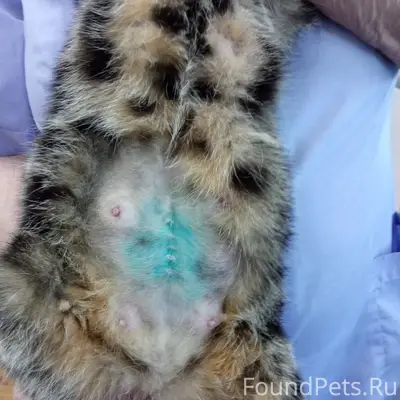 Найдена кошка, г. Бугуруслан