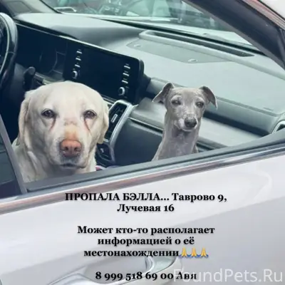 Пропала девочка лабрадор Бэлла, Таврово 9
