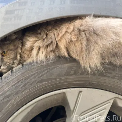 Найден кот, левый берег