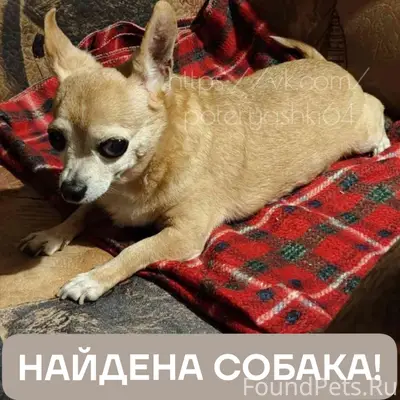 Найдена собака, Саратов, ул. Чайковского