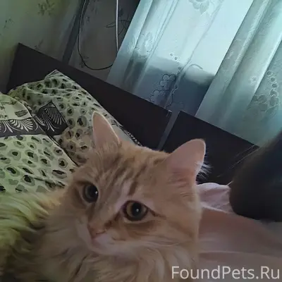 Пропала кошка, посёлок Монетный (лесхоз)
