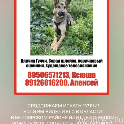 Пропал овчароид, д. Златогорова, Белоярский район