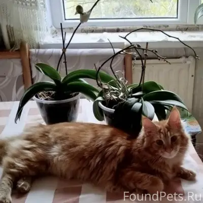 Пропал кот, Строителей 17