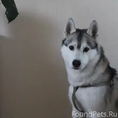 Пропал Хаски Юки