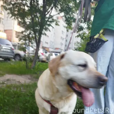 Найден лабрадор, Зелёный Бор
