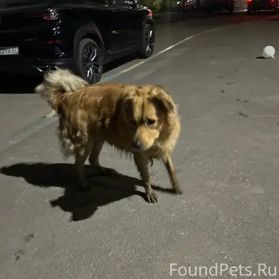 Пропал пес, прихрамывает, Суховка-Кохма