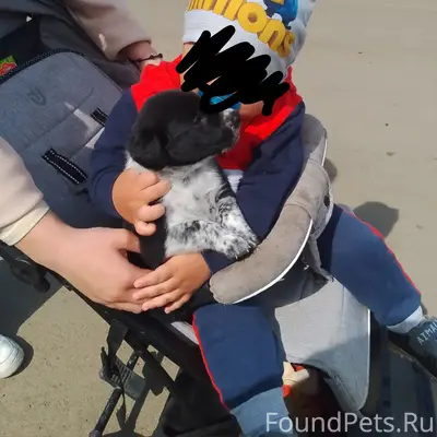 Пропал щенок Спайк
