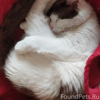 Пропал кот Тим, Сургут
