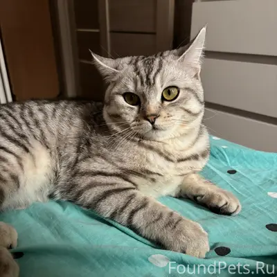 Пропал кот, [место не указано]