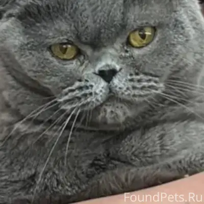 Пропала кошка Боня, Бобров