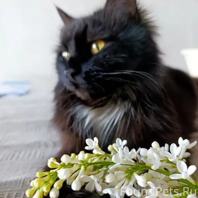 Найдена кошка Нанка