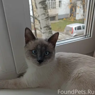 Пропала кошка, Лесозавод, ул. Межевая