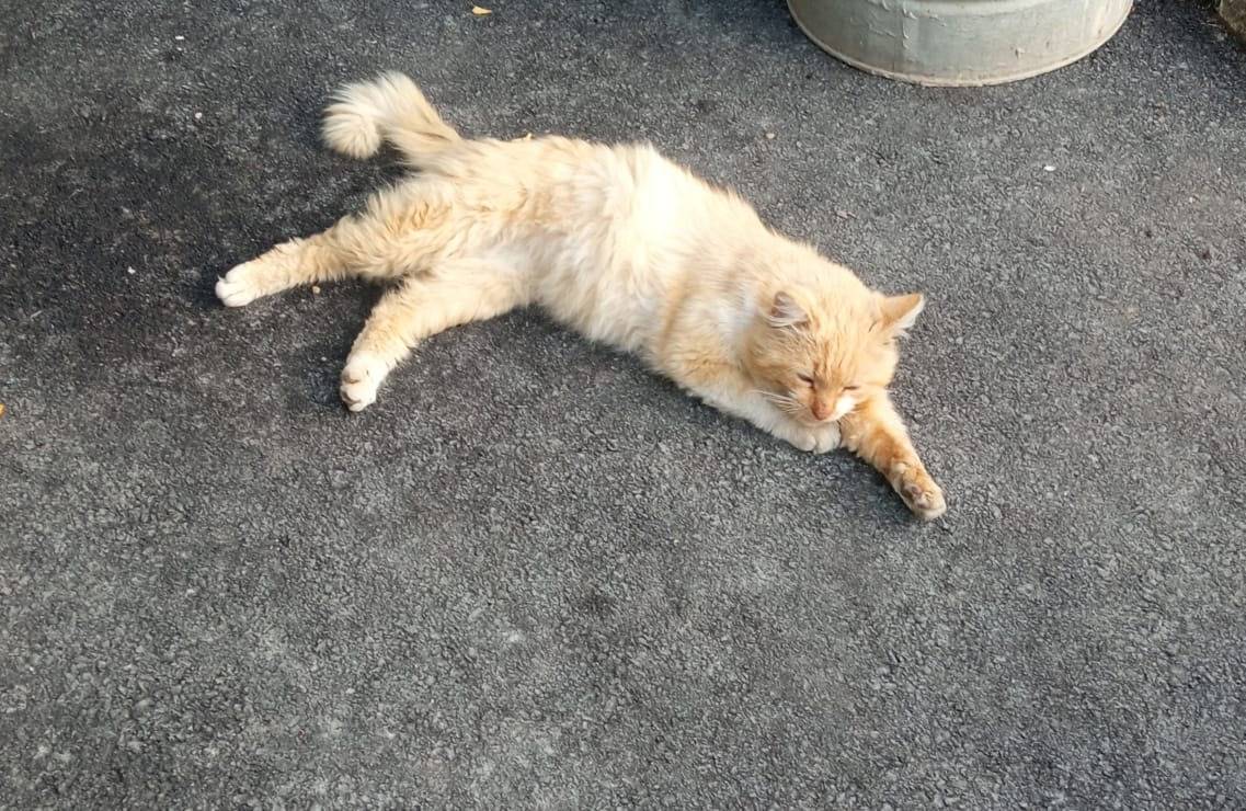 Пропал рыжий кот Рыжик, район пятой школы