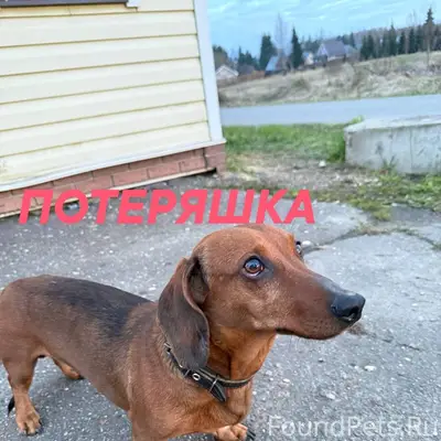 Найден пёс Мо, Истринский район