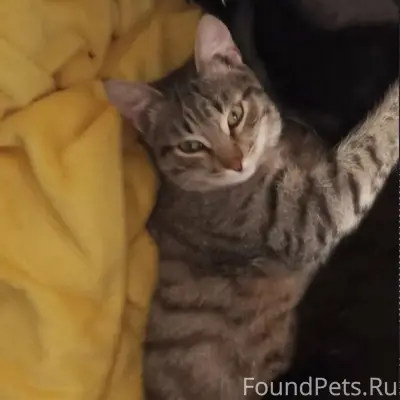 Пропал кот, свяжитесь по номеру 89194053081