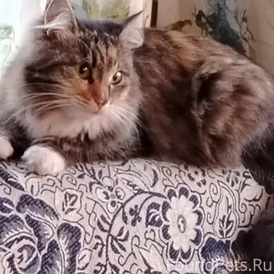 Пропала кошка, Октябрьское шоссе