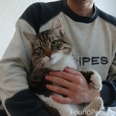 Найден кот, Борисов