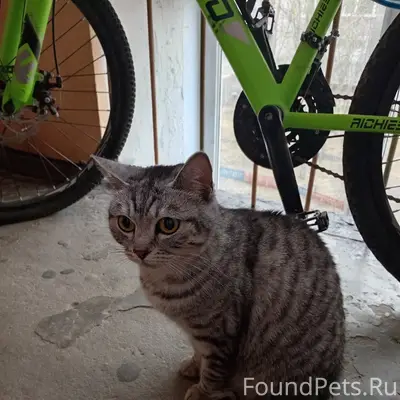 Найдена кошка, ул. Наймушина