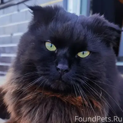 Пропал черный кот, Палкино