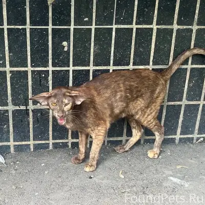 Найдена кошка, Шипиловская 36