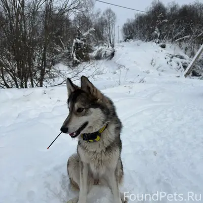 Пропала собака, район д. Астрецово