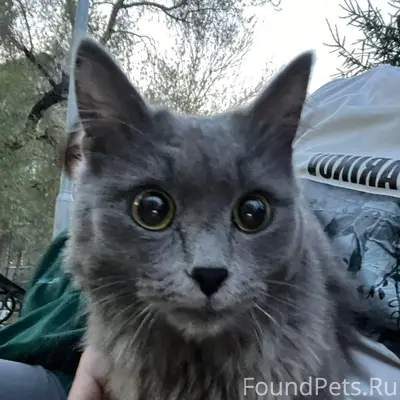 Найдена кошка, Центральный район