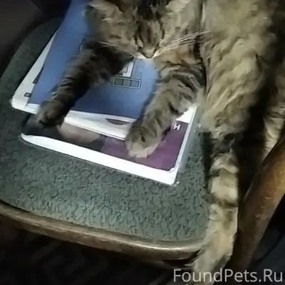 Пропала кошка,