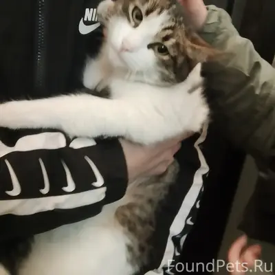 Найдена кошка, район Ленина 107