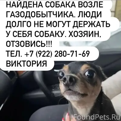 Найден тип собака, возле Газодобытчика