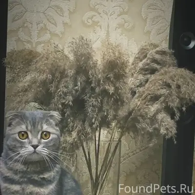 Пропал кот Боня, с. Нежинка