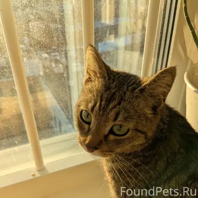 Найдена кошка, район Хохряков