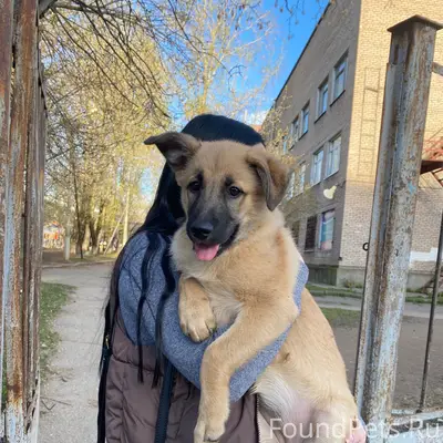 Найден щенок девочка, детская больница на Парковой