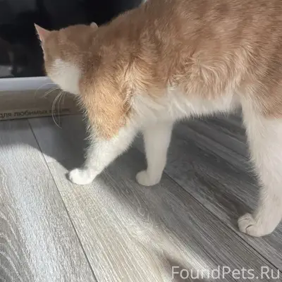 Найдена кошка, Пролетарская 8
