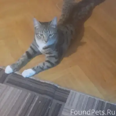 Пропала кошка Мася, район Горького