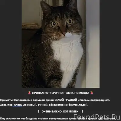Пропал кот, Ягутки