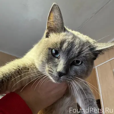 Найдена кошка, Горшечное