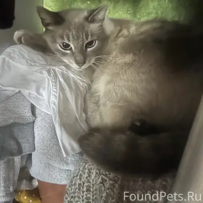 Пропал кот 