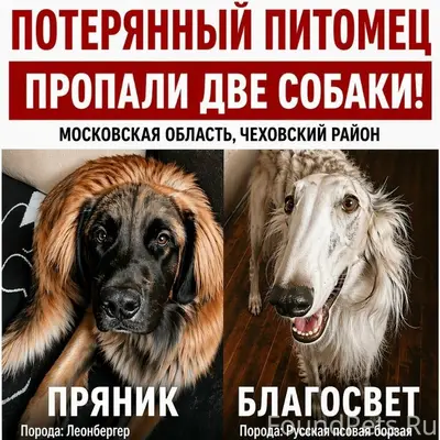 Пропал леонбергер Пряник, Московская область