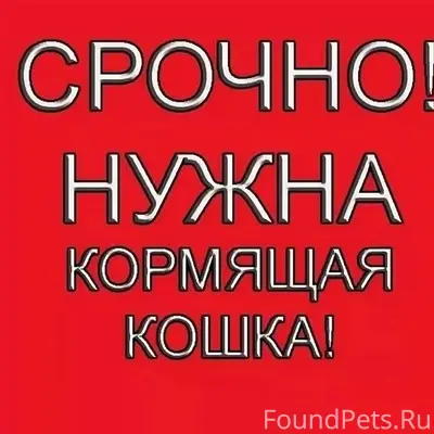 Пропала кошка, нужна кормящая мама для котят