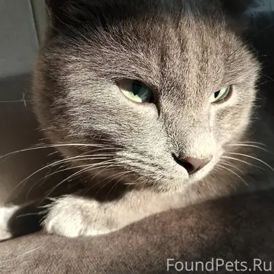 Пропал кот, у техникума