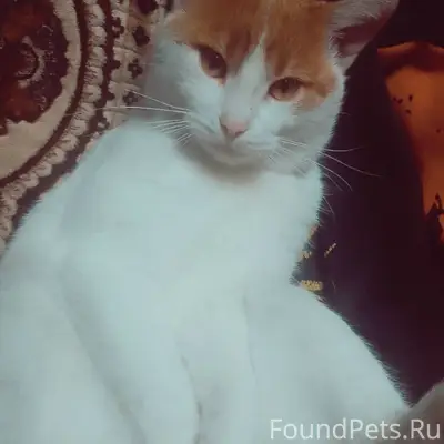 Пропал кот, ДСК, ул. Социалистической 10