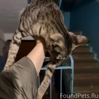 Найден котёнок, район Давыдовский